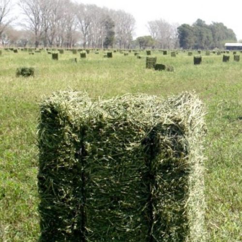 Fardo de alfalfa
